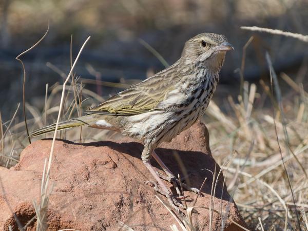 Gestreepte pieper (Anthus lineiventris)